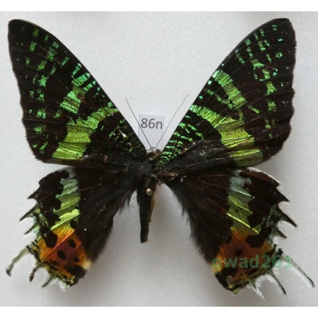 Chrysiridia rhipheus (Drury, 1773) Madagascar 71mm86n